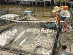 kondisi-ikan-mati-massal-di-beberapa-keramba.jpg