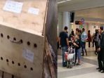 kotak-misterius-di-bandara-internasional-beirut-rafic_20171201_142954.jpg