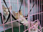 kucing-kucing-liar-peliharaan-khairunnisa.jpg