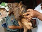 kura-kura-yang-ditemukan-warga-handel-mulya-kilometer-55-anjir-mambulau-timur-rt-11.jpg