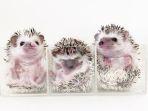 landak-mini-hedgehog-1.jpg