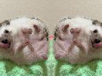 landak-mini-hedgehog.jpg