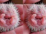 landak-mini-hedgehog2.jpg