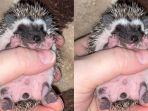 landak-mini-hedgehog4.jpg