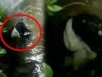 makhluk-mirip-setan-kuntilanak-di-dalam-air.jpg