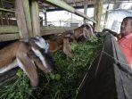menjelang-idul-adha-1440-h-pengusaha-hewan-kurban-siapkan-ratusan-kambing.jpg