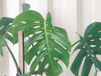 monstera-deliciosa-02.jpg