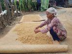 nenek-hamnah-70-menjemur-padi-miliknya.jpg
