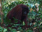 orangutan-banyak-menghuni-hutan-di-kawasan-tn-sebangau-katingan.jpg