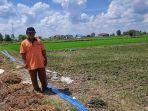padi-di-Jejangkit-Muara-kekurangan-air.jpg