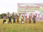 paman-birin-melakukan-panen-padi-lahan-serasi-di-desa-maluka-baulin-senin-2532019.jpg