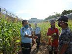 panen-jagung-kalapas-bersama-warga-binaan.jpg