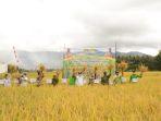 panen-perdana-padi-benih-trisakti-dan-if16-merupakan-benih-unggulan-di-jaro.jpg
