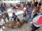 panitia-Ibadah-Kurban-Masjid-Al-Anshor-Banjarmasin-saat-menjinakkan-sapi.jpg