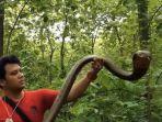 panji-dan-ular-cobra.jpg