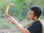 panji-petualang-digigit-king-cobra.jpg