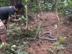 panji-petualang-lihat-aksi-monster-ular-kobra-hutan-membentuk-hati-asdffasdfsdf.jpg