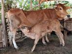 pedet-indukan-sapi-betina-hatan-ternak-di-desa-pulausari-kamis-kemarin.jpg