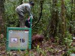 pelapasliaran-orangutan-di-kawasan-taman-nasional-bukit-baka-bukit-raya-di-kabupaten-katingan.jpg