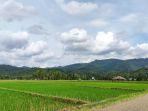 pemandanhan-alam-berupa-hamparan-sawah-berlatar-pegunungan.jpg