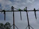 pemasangan-jaringan-pln_20160916_221714.jpg