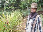 pemilik-pulau-nanas-desa-marias-jurnain-memperlihatkan-kebun-nanas-yang-ia-kelola-saat-ini.jpg