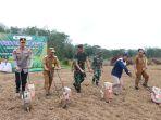 penanaman-jagung-dalam-program-Bunga-Desa-di-Kasiau-Raya.jpg