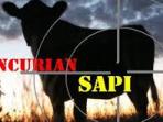 pencurian-sapi.jpg