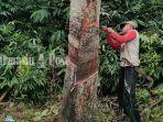 penyadap-karet-di-kabupaten-hulu-sungai-selatan-hss-provinsi-kalsel-05072021.jpg
