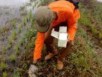 petani-bersama-ppl-sungaitabuk-menebar-rodentisida.jpg