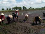 petani-di-kabupaten-banjar-diimbau-untuk-segera-menanam-padi.jpg