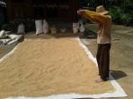 petani-gabah_20160328_133415.jpg