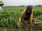 petani-kangkung_20170713_225428.jpg
