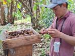 petani-madu-kelulut-tapin.jpg