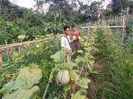 petani-melon-balangan-ngan.jpg