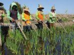 petani-menggarap-lahan-sawah-di-lokasi-hari-pangan-se-dunia-hps.jpg