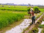 petani-menggarap-lahan_20150608_101344.jpg