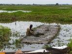 petani-padi-di-lahan-rawa-desa-harusan-telaga-kabupaten-hsu-kalsel-sabtu-2762020.jpg
