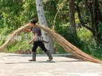 petani-rotan-mentaya-seberang-sampit-kotawaringin-timur-kalteng.jpg