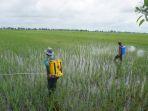 petani-semprotkan-insektisida-di-persawahannya-desa-anjir-muara-kota-kabupaten-batola-03042021.jpg