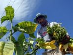 petani-tembakau_20170518_111130.jpg