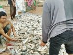 peternak-ikan-nila_20170222_122413.jpg
