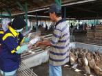 petugas-balai-veteriner-banjarbaru-untuk-pengambilan-sampel-itik_20160406_124510.jpg