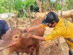 petugas-disnak-keswan-tala-aktif-bergerak-ke-lapangan-memberikan-pelayanan-kesehatan-hewan.jpg
