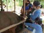 petugas-kesehatan-hewan-distan-kapuas-saat-mengambil-sampel-serum-dan-darah-sapi-ternak-warga.jpg