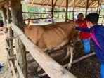 petugas-puskeswan-takisung-pemeriksaan-alat-reproduksi-dan-pemberian-hormon-pada-sapi.jpg