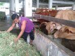 petugas-sentra-kawasan-pembibitan-peternakan-kabupaten-balangan-memberi-makan-sapi.jpg