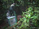 petugas-yayasan-bos-melepas-17-orangutan-hasil-rehabilitasi-ke-taman-nasional.jpg