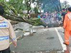 pohon-tumbang-di-Jalan-Nasional-Pulau-Pinang-Tapin-kalsel-Kamis-26012023.jpg