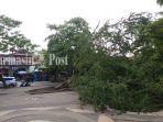 pohon-tumbang-di-taman-siring-jalan-pierre-tendean.jpg
